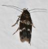 Mompha sp.